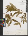 Foto von Salix triandra L.